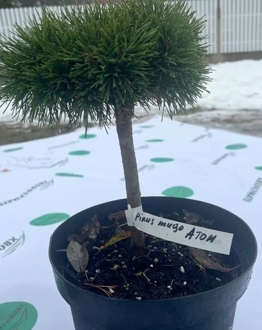 Сосна горная Атом штамб